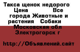 Такса щенок недорого › Цена ­ 15 000 - Все города Животные и растения » Собаки   . Московская обл.,Электрогорск г.